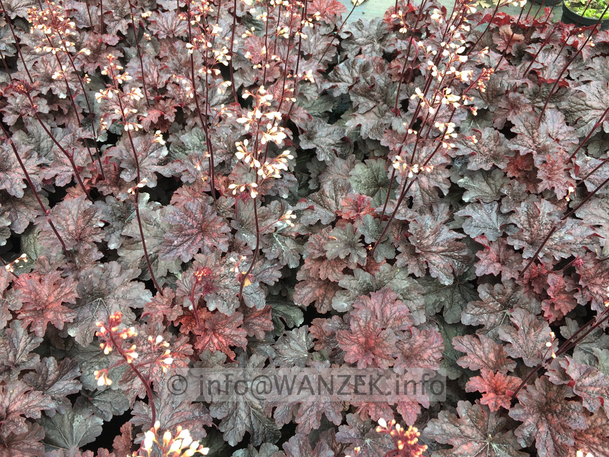 Heuchera Hybride Cajun Fire 01.JPG